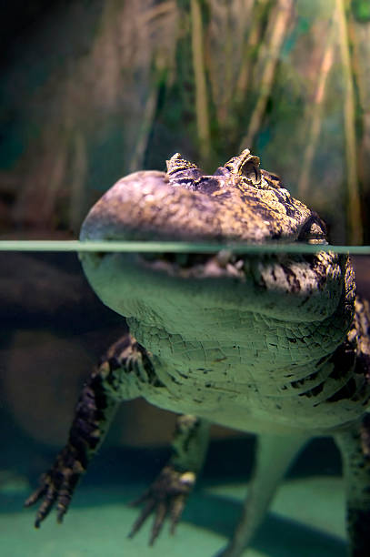 caiman latirostris - snouted foto e immagini stock