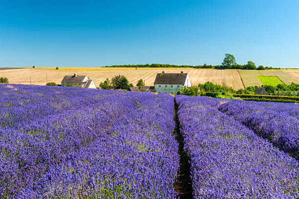 champ de lavande sous le ciel bleu - cotswold photos et images de collection