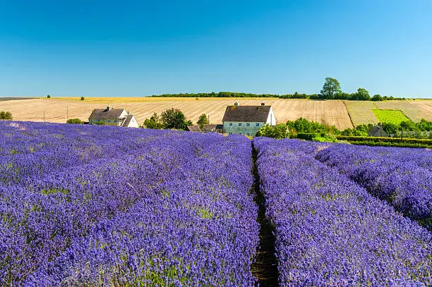 Lavender fields in the English countryside, Cotswolds, England, UK.