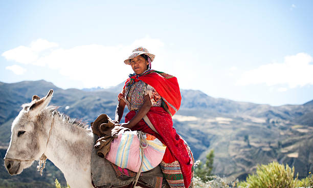 frau auf einen esel - peruanische kultur stock-fotos und bilder