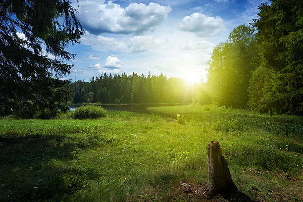 bellissimo tramonto nella foresta - sunrise leaf brightly lit vibrant color foto e immagini stock