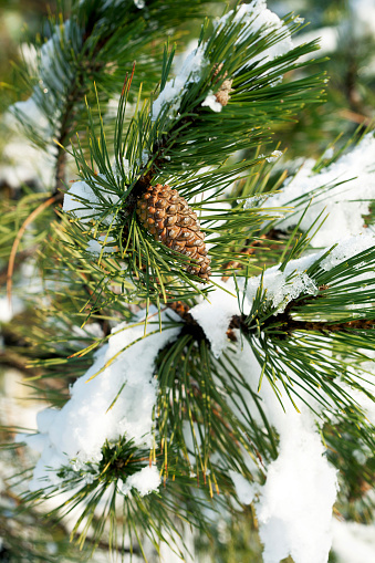 PIne cones and pine needles with snow