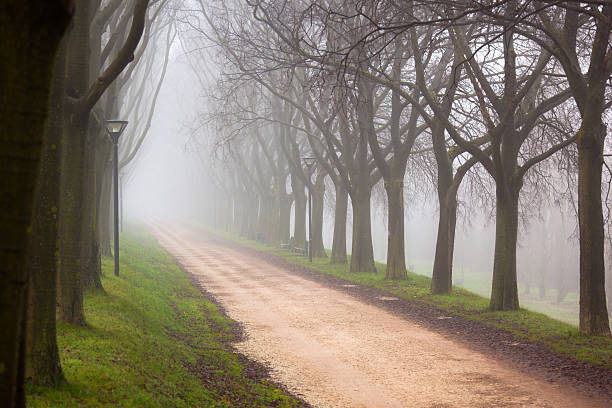 route de campagne canopée dans le brouillard - autumn street single lane road tree photos et images de collection