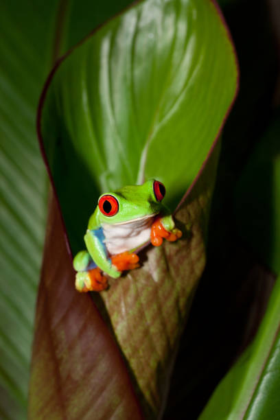 istock Frog on a plant in its natural environment 171576700