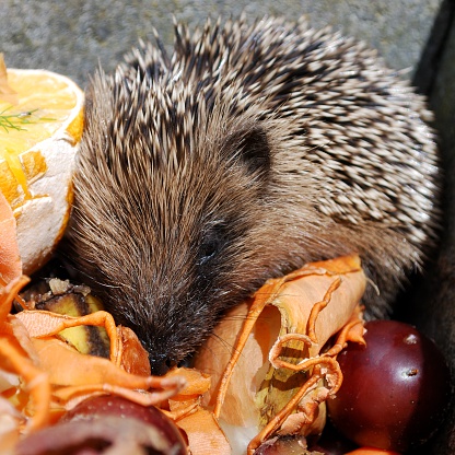 A square composition of a Hedgehog eating leftovers in a compost bin.
