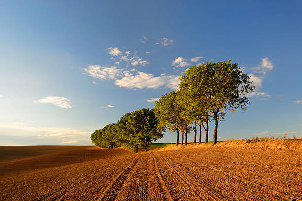 Row of Aspen Trees by Plowed Field at Sunset