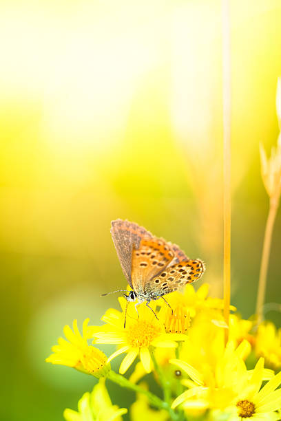 istock Colorful geranium argus butterfly pollinating flower 171576927