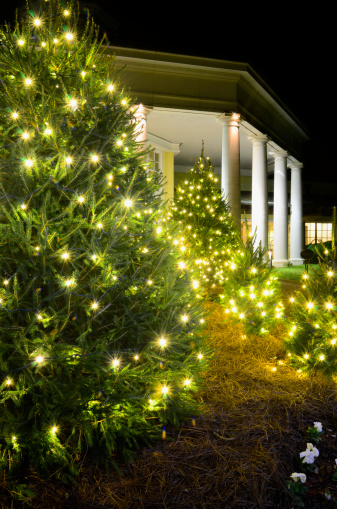 Spruce Pine evergreens are trimmed to perfection and decorated with white lights. Trees are outdoors in front of building with several large columns. Perfect image for book or magazine cover or spread.