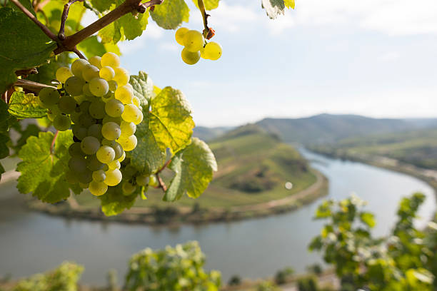 Grape, Moselle Loop, Mosel, Moselschleife, Bremm, Germany. Riesling grape and Moselle loop at Bremm. rhineland palatinate photos stock pictures, royalty-free photos & images