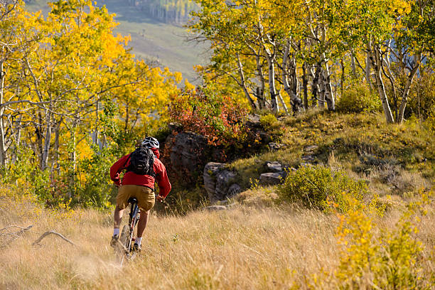 ciclismo de montaña singletrack en bosque de aspen - usa action adventure aspen tree fotografías e imágenes de stock