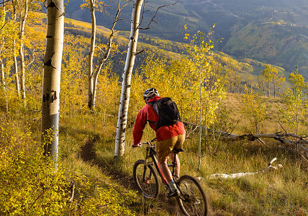 ciclismo de montaña singletrack en bosque de aspen - usa action adventure aspen tree fotografías e imágenes de stock