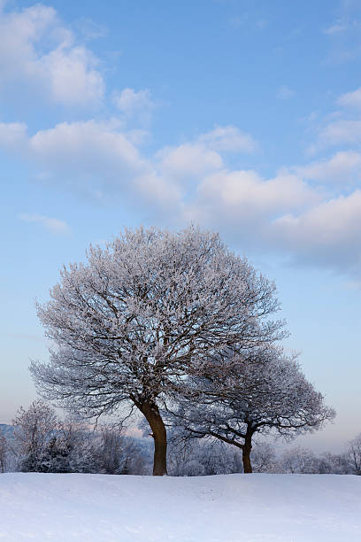 istock Frosty trees on a beautiful winters day. 171577303