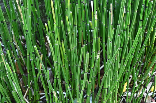 Equisetum hyemale in Japanese style garden. Equisetaceae evergreen pteridophytes. It grows in wetlands and has underground rhizomes that grow horizontally.