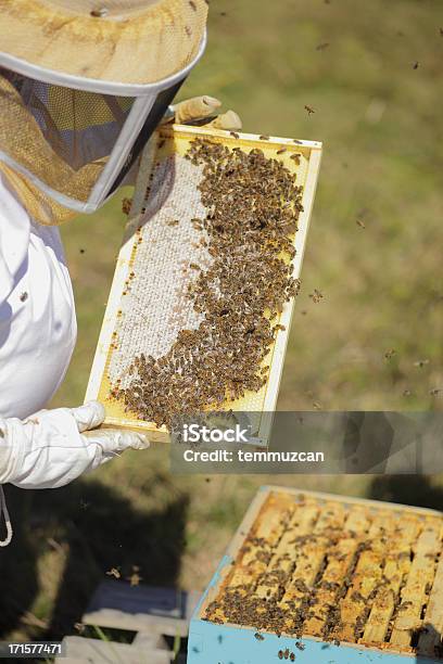 Pszczoły - zdjęcia stockowe i więcej obrazów Biały - Biały, Czynność, Duża grupa zwierząt