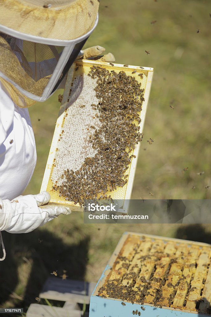 пчёлы - Стоковые фото Белый роялти-фри