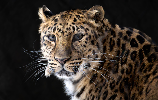 One leopard animal looking at camera. Black background