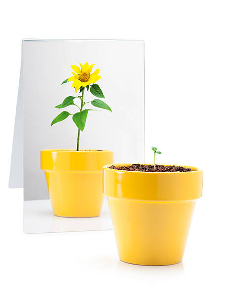 Plant in Mirror stock photo