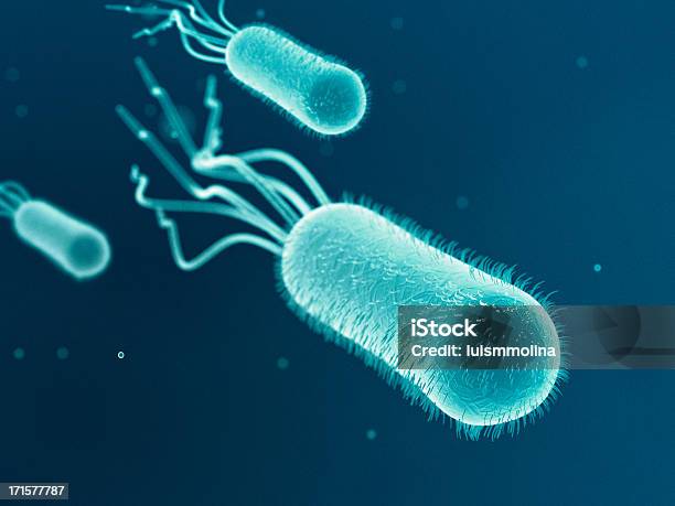 Escherichia Coli - Fotografie stock e altre immagini di Escherichia coli - Escherichia coli, Batterio, Patogeno