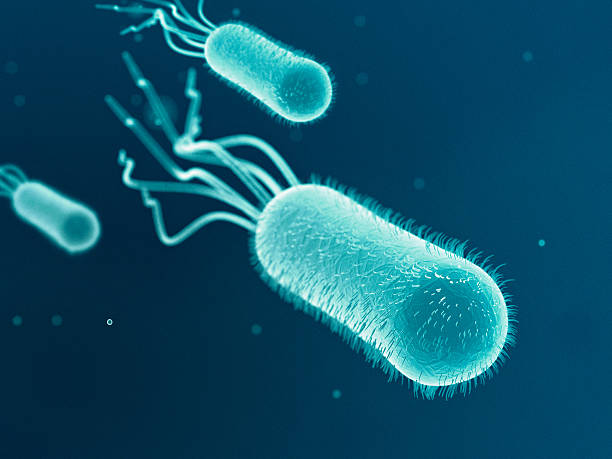 escherichia coli （ます。 coli.) - enterobacteria ストックフォトと画像