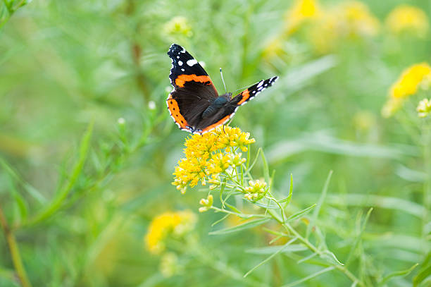 Wings of a Red Admiral Macro capture of a red admiral butterfly landing on blooming yellow goldenrod. vanessa atalanta stock pictures, royalty-free photos & images
