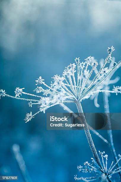 Hoarfrost On A Plant Stock Photo - Download Image Now - Winter, Frost, Snow