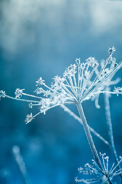 Photo of Hoarfrost on a plant