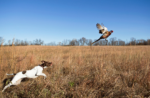 Perro cazador con Rooster faisán limpiando de Grass Field. photo