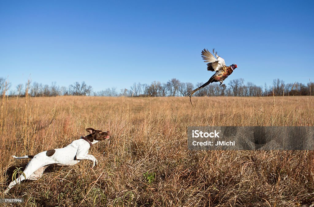 Hunting Dog With Rooster Pheasant Flushing Out of Grass Field. English pointer with rooster pheasant flushing out of a grass field. Pheasant - Bird Stock Photo