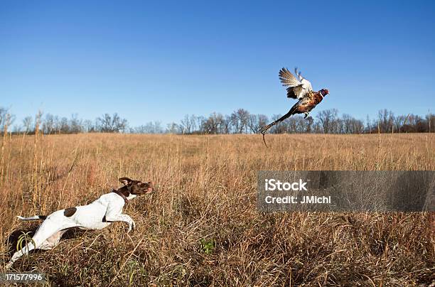 Hunting Dog With Rooster Pheasant Flushing Out Of Grass Field Stock Photo - Download Image Now