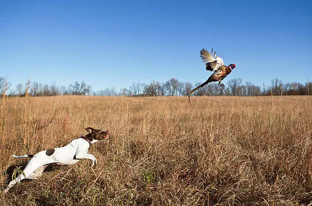 Photo of Hunting Dog With Rooster Pheasant Flushing Out of Grass Field.