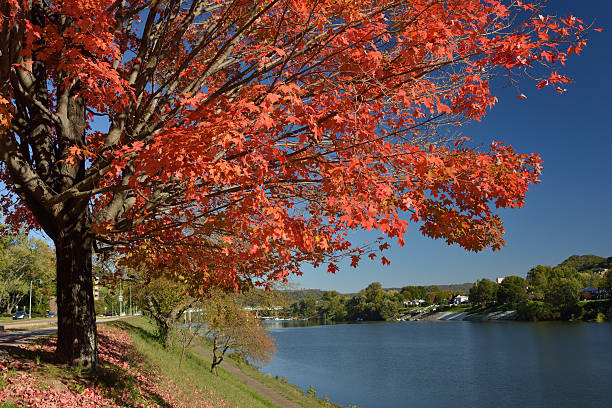 カエデの川 - sugar maple ストックフォトと画像