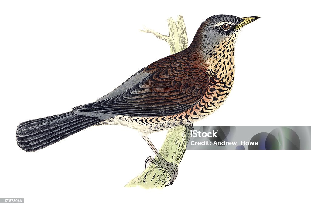 Cesena-Uccello stampe colorate a mano - Illustrazione stock royalty-free di Cesena - Uccello