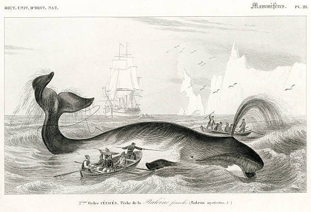 walfang, historischen illustration, 1849 - walfang stock-grafiken, -clipart, -cartoons und -symbole
