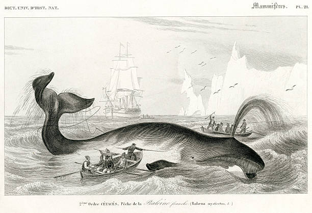 ilustraciones, imágenes clip art, dibujos animados e iconos de stock de de ballenas, la histórica ilustración, 1849 - 1849