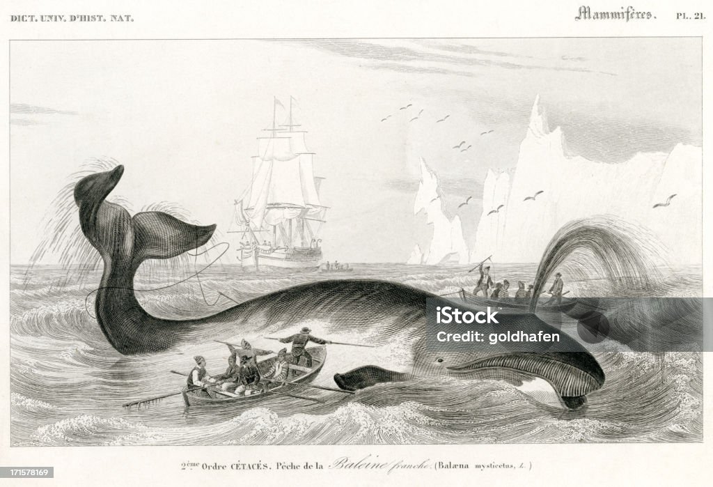 whaling, historic Illustration, 1849 Charles d'Orbigny's 'Dictionanaire Universal d'Histoire Naturelle' 1839-1849. Steel engraving. Original hand coloring. professional high resolution scan with superb details, 1200 dpi, rich colors and contrast. Whaling stock illustration