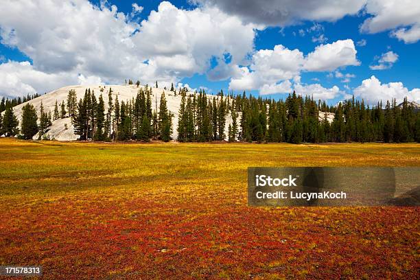 Tuolumne Meadows Stockfoto und mehr Bilder von Amerikanische Sierra Nevada - Amerikanische Sierra Nevada, Baum, Berg