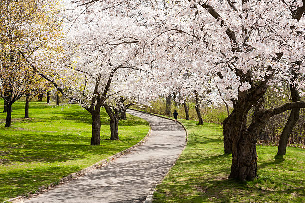 istock Uphill Run Amongst The Cherry Trees 171578424