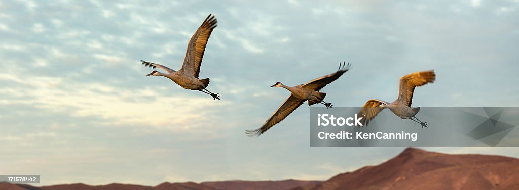 Cranes im Flug - Lizenzfrei Abheben - Aktivität Stock-Foto