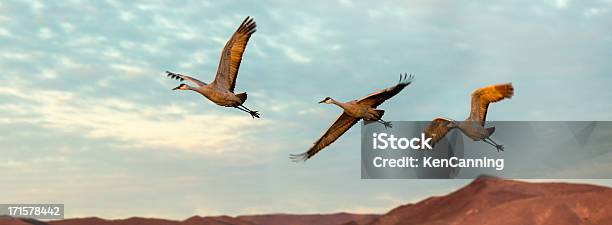 Grúas En Vuelo Foto de stock y más banco de imágenes de Aire libre - Aire libre, Ala de animal, América del norte