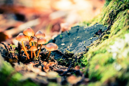 Group of small mushrooms in a magic forest.