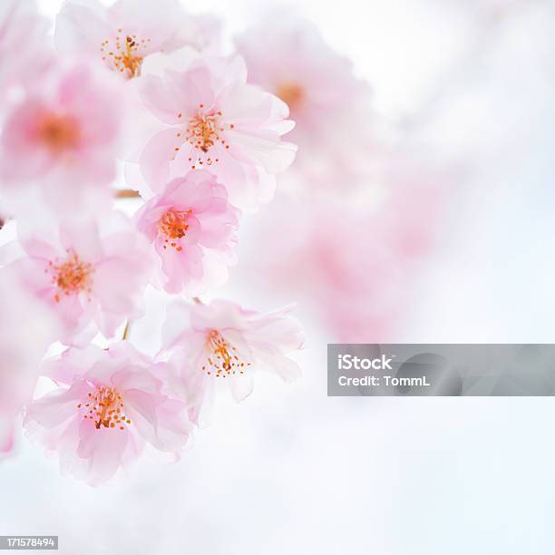 Cherry Blossom Stockfoto und mehr Bilder von Japan - Japan, Kirschblüte, Ast - Pflanzenbestandteil