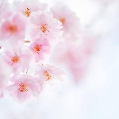 High-key Shot of a Cherry Blossom at Sakura in Japan.