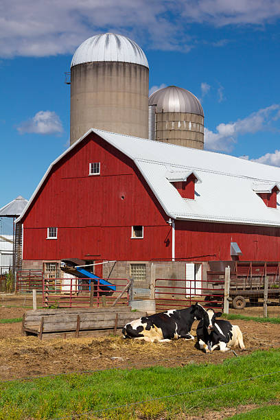 istock Idyllic Dairy Farm, Red Barn with Happy Cows 171578531