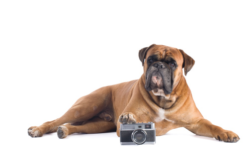 Boxer dog lying down with flim camera making a shot.More pictures with this model - check my lightbox.