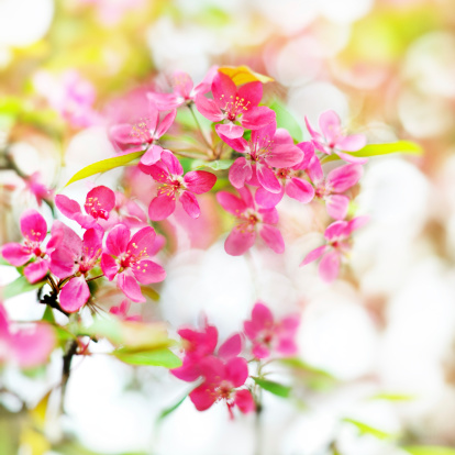 High-key Shot of a Cherry Blossom at Sakura in Japan. Shallow DOF.