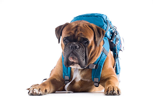 chien portant sac à dos - dog education backpack boxer photos et images de collection