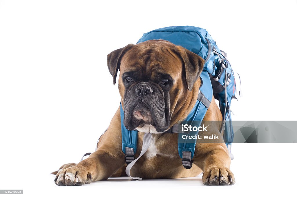Dog carrying backpack  Backpack Stock Photo