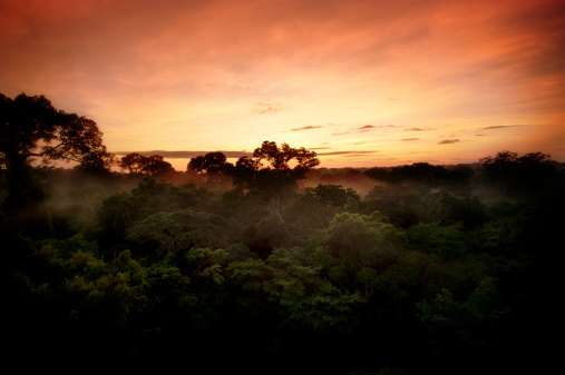 The Peruvian Rainforest at first light.More like this: