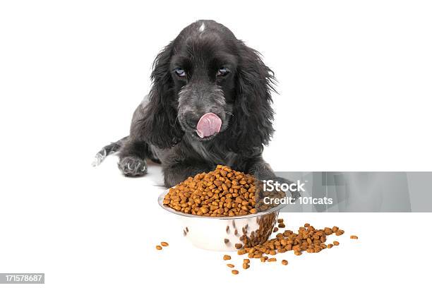 Zeit Um Zu Essen Stockfoto und mehr Bilder von Hund - Hund, Speisen, Ausgedörrt