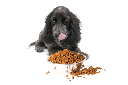lonely dog is eating food on white background close up